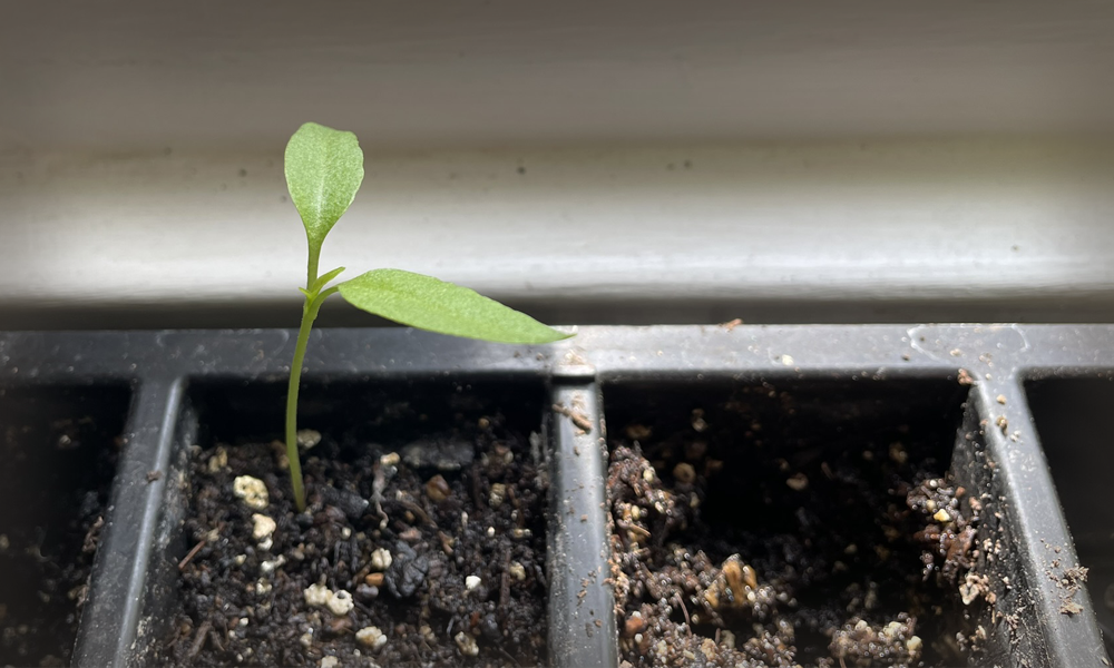 Single seedling in planting tray